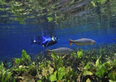 pessoa mergulhando com roupa de mergulho dois peixes na frente e fundo do rio com vegetação em Bonito