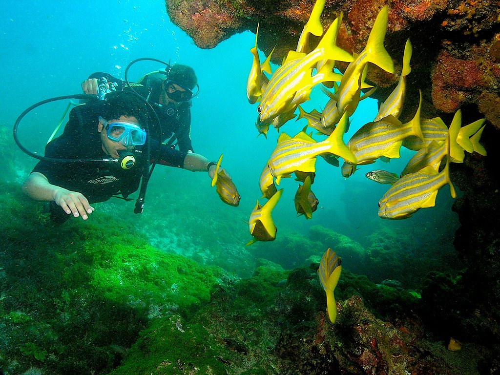 mergulhadores observando cardume de peixes amarelos em Fernando de Noronha