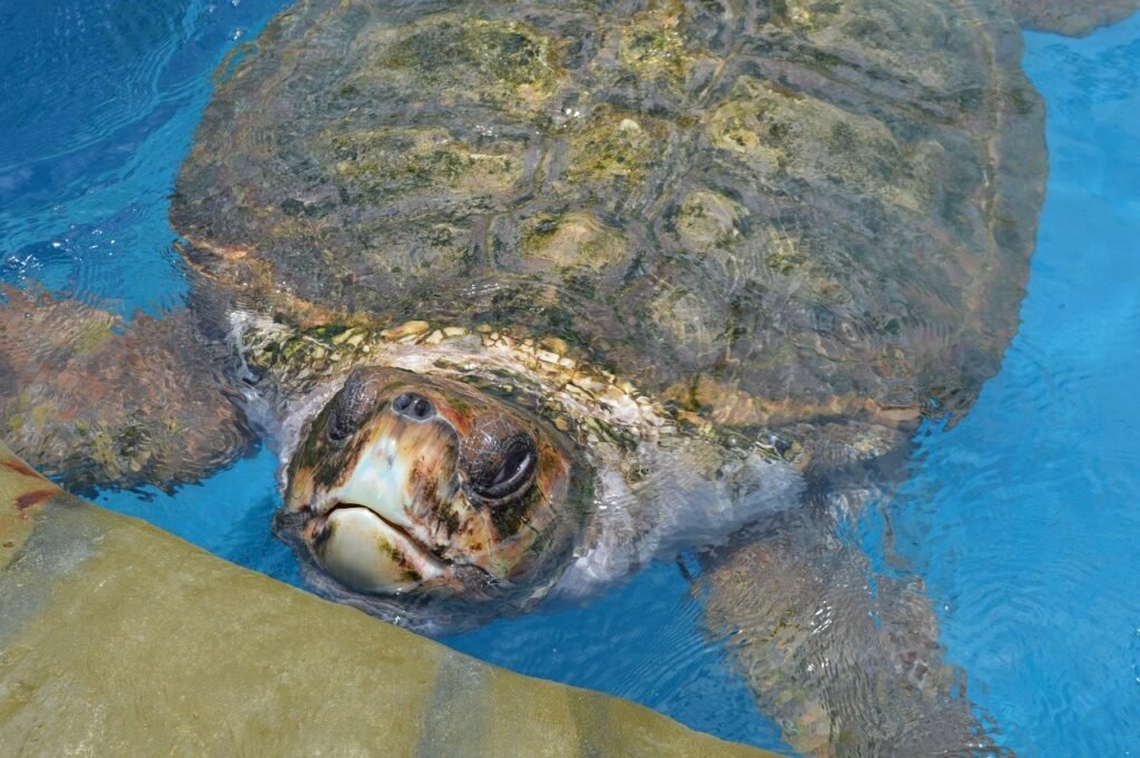 tartaruga em tanque de água no projeto tamar na praia do forte