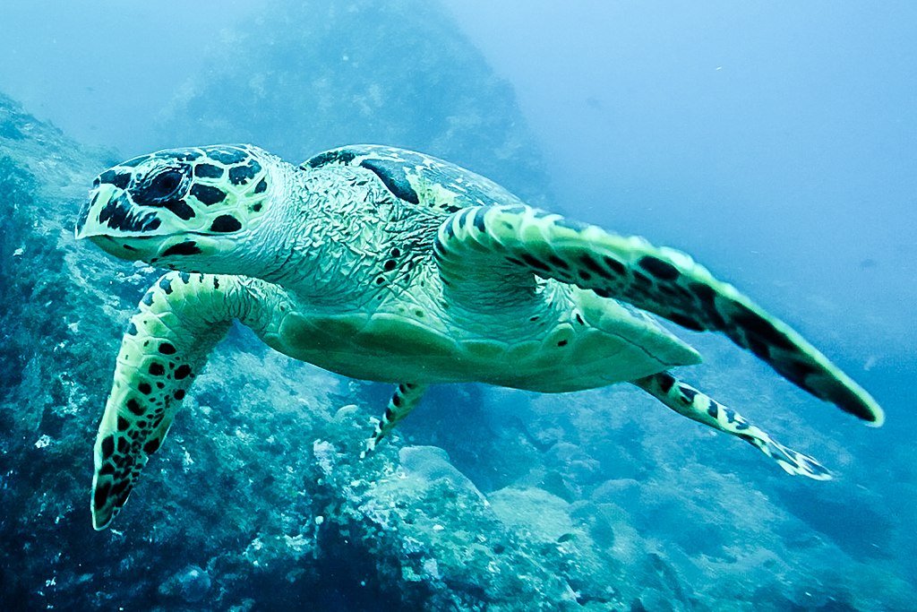 tartaruga no mar em Fernando de Noronha